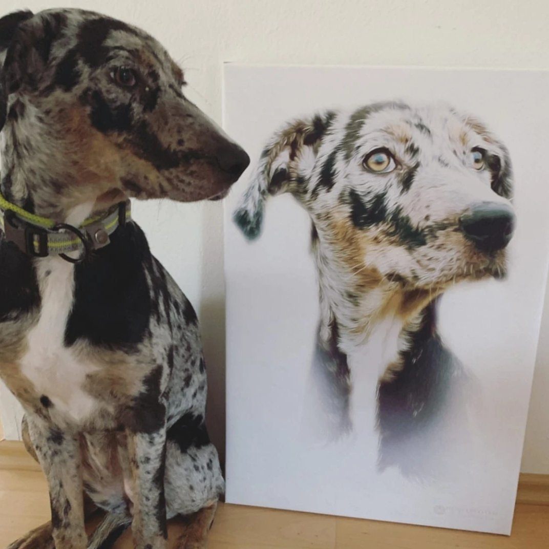 Hunde Portrait klassisch auf Leinwand ohne Kostüm