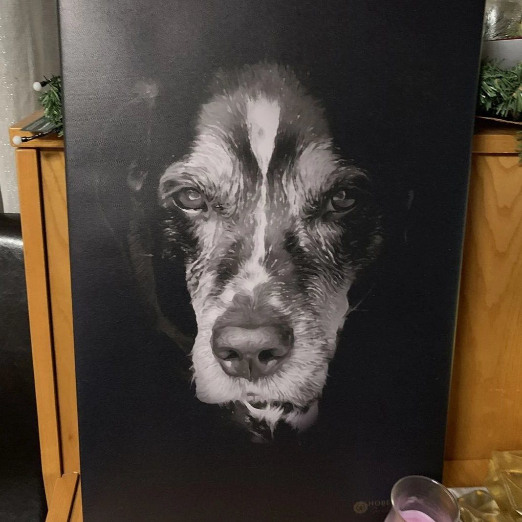 Hundeportrait in schwarz weiß