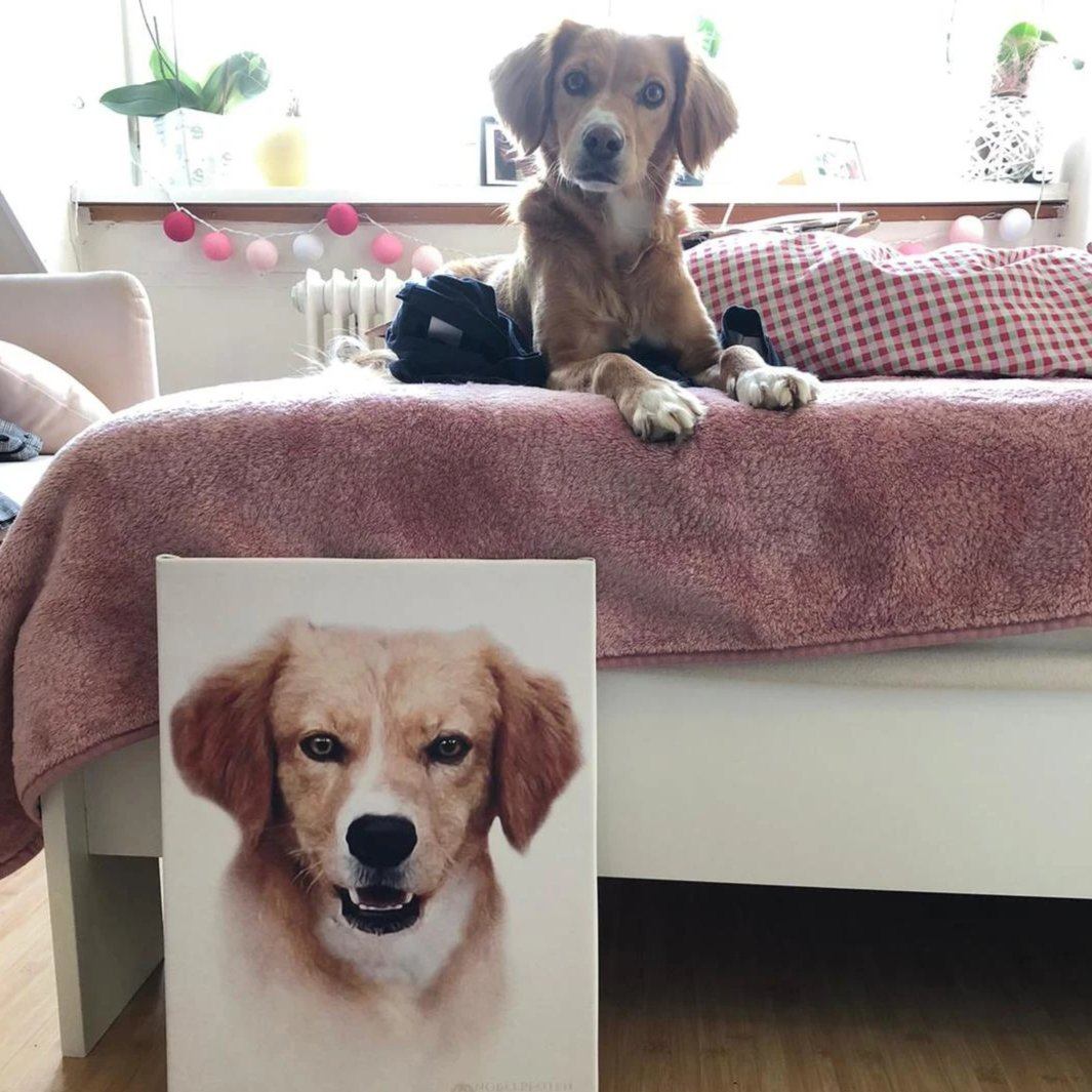 Hund auf dem Bett vor seinem Hunde Portrait auf Leinwand