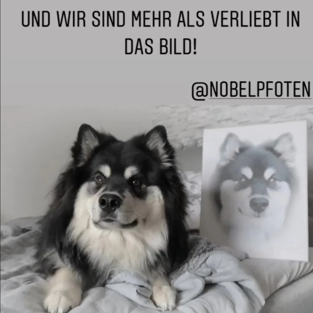 Hund liegt auf dem Bett neben einem Hunde Portrait