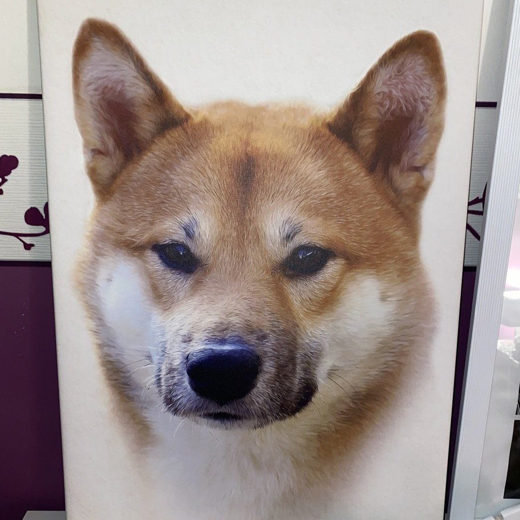 Shiba auf einem Hunde Portrait