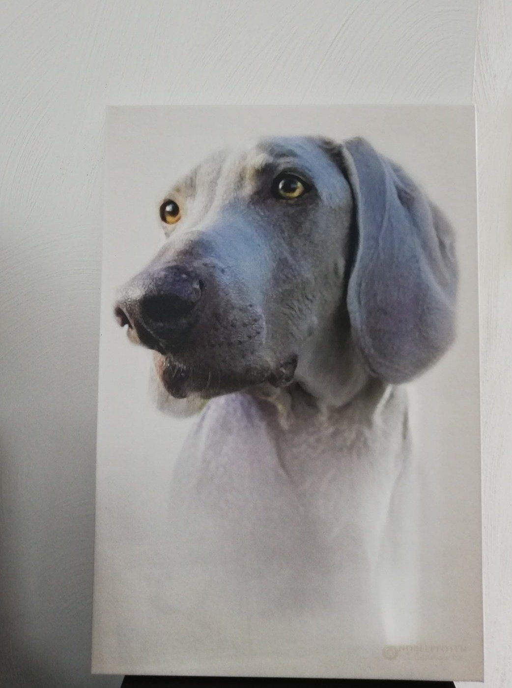 Portrait von deinem Jagdhund