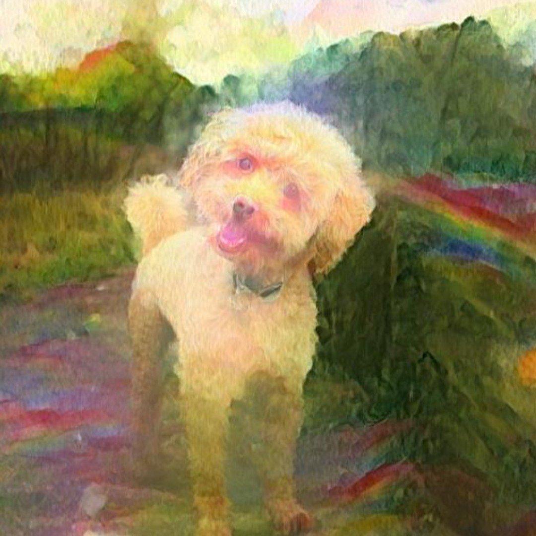 regenbogen mit hund