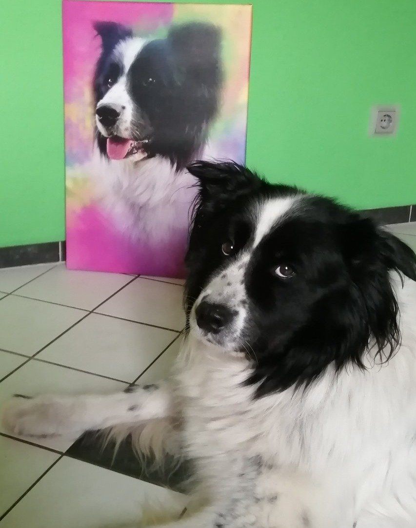 haustierportrait hund