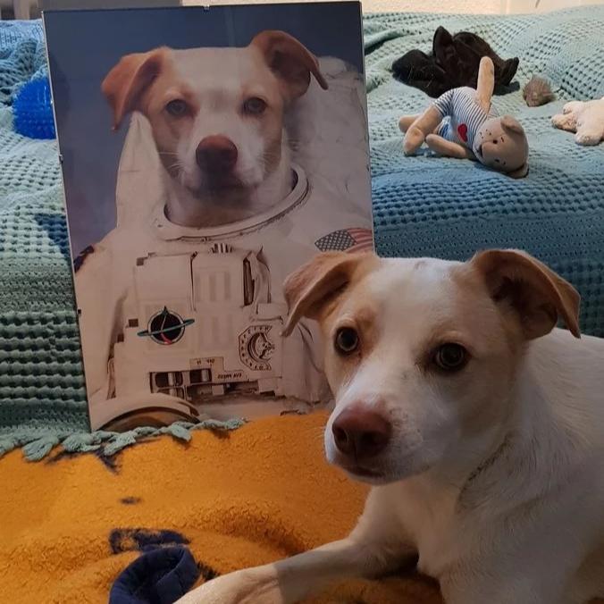Haustier Portrait der Astronaut Hund als Raumfahrer