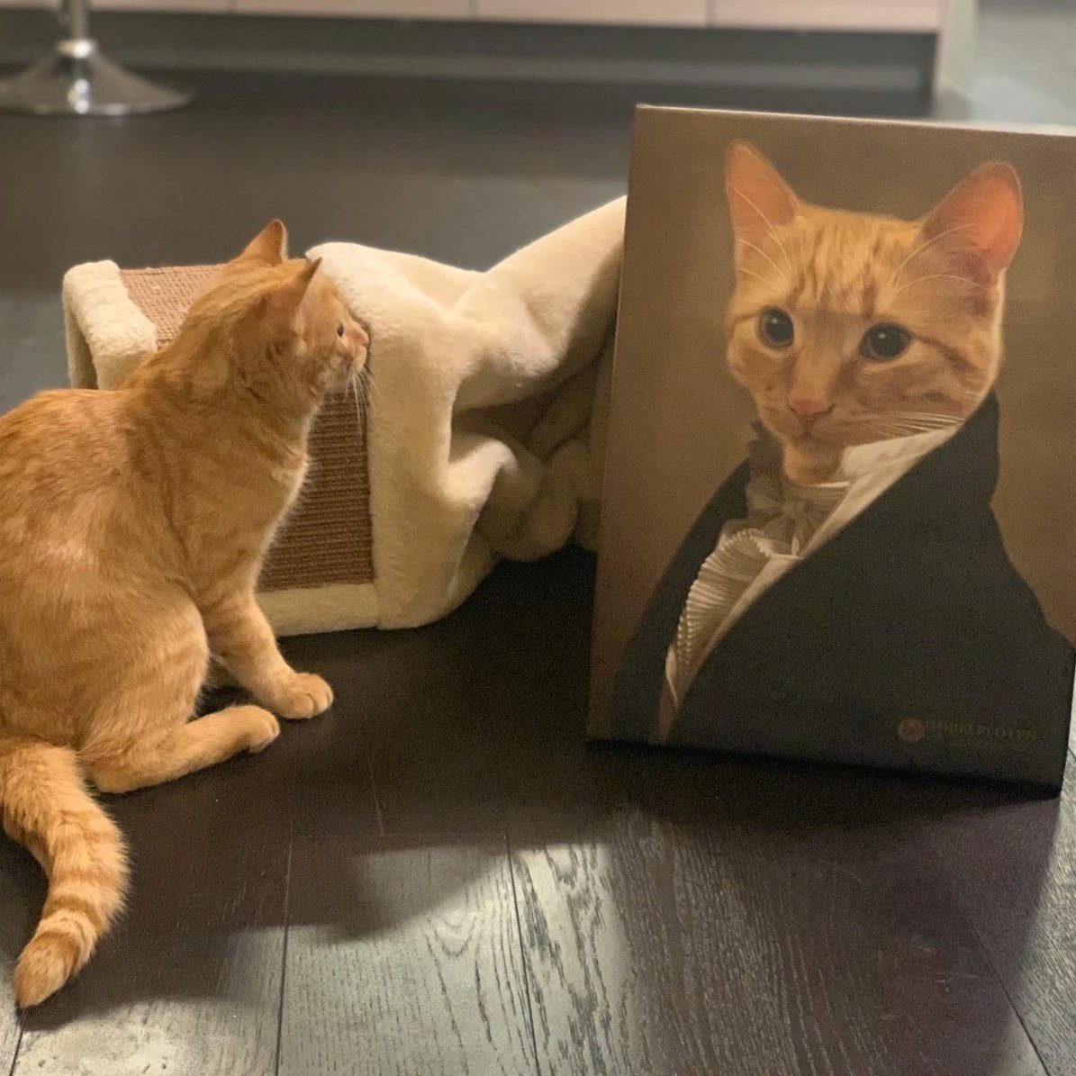 Porträt Katzen in Uniform auf Holzboden