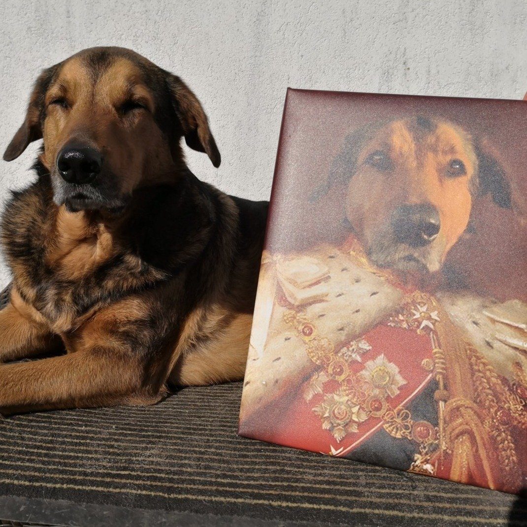 Hund liegt neben deinem Haustier Portrait König