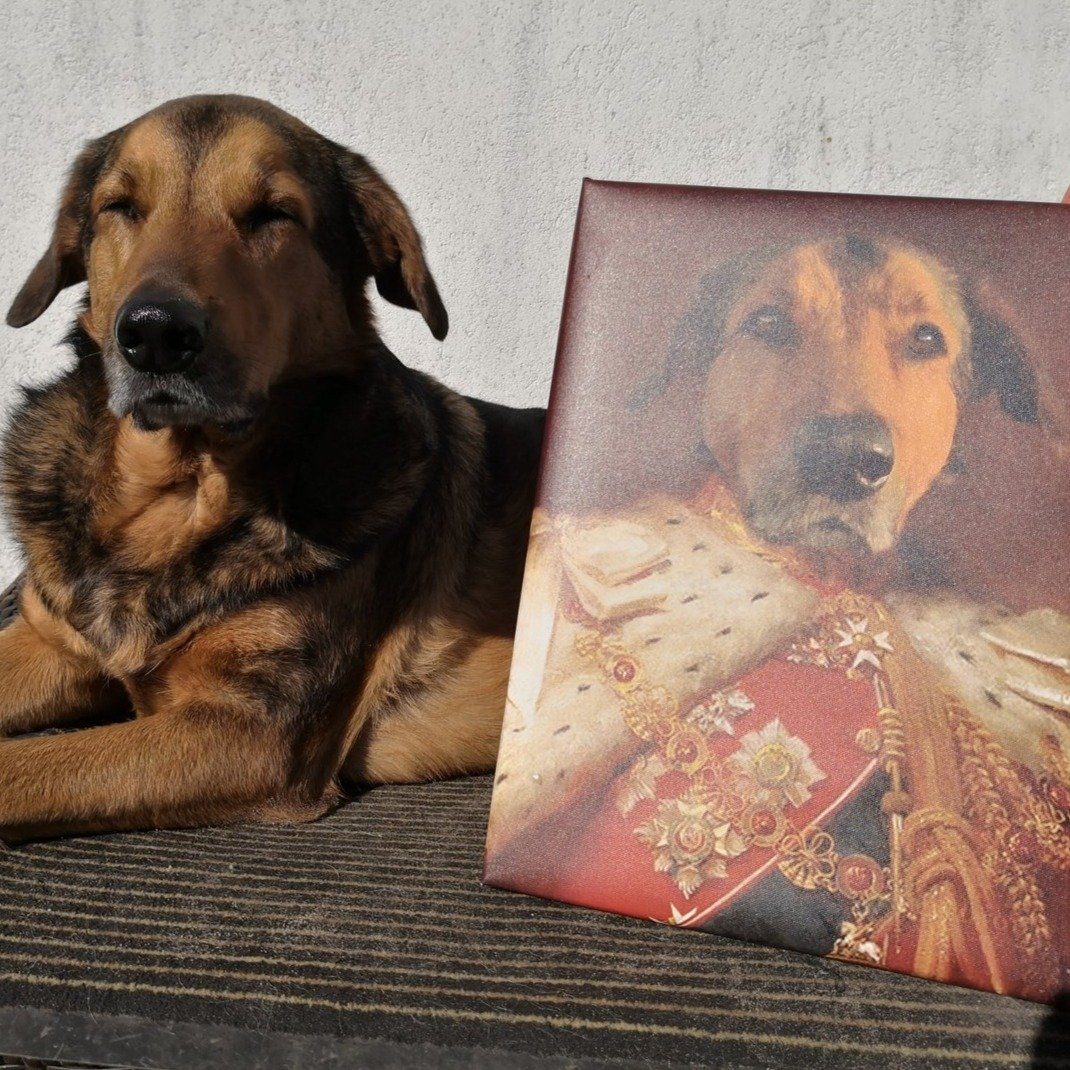 Hund liegt neben deinem Haustier Portrait König
