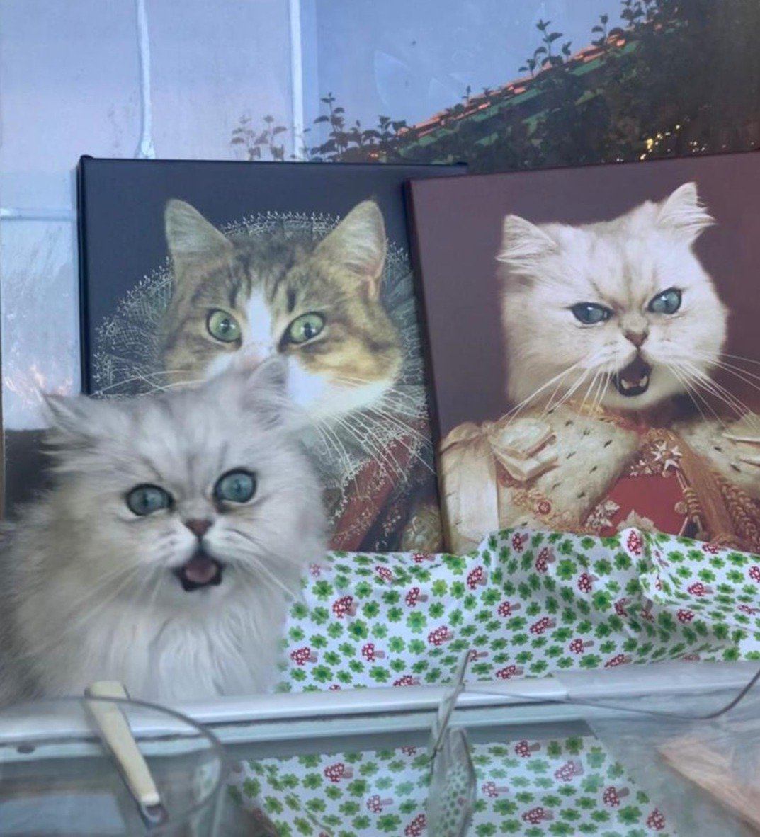 Zwei Katzen und ihre König Portraits