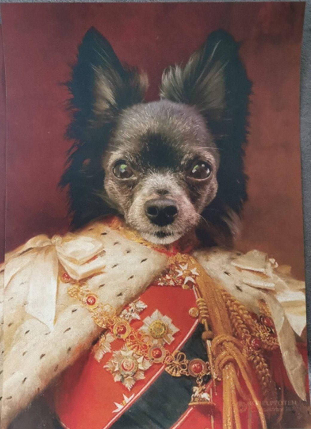 Hund mit langen Haaren als Königsportrait