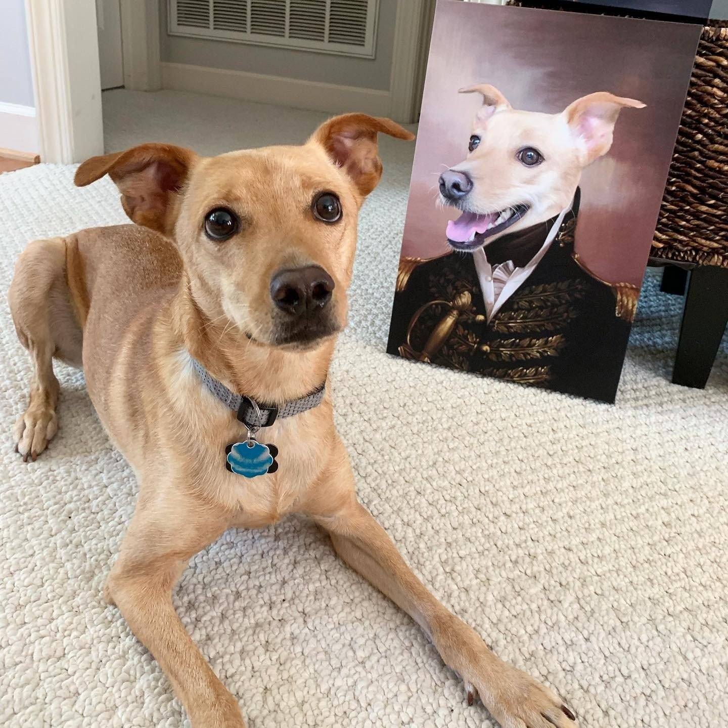 Hund liegt neben einem Gemälde Hund