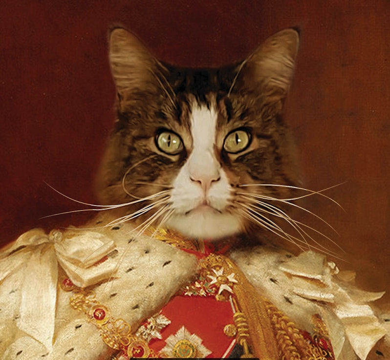 Lustiges Tierportrait Katze in Uniform