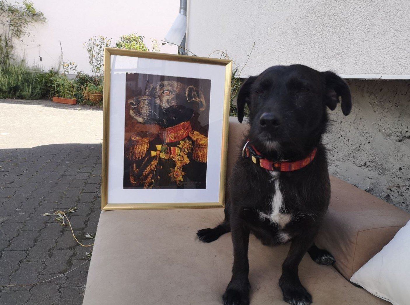 Der Veteran -  Poster auf 250g Qualitätsdruck